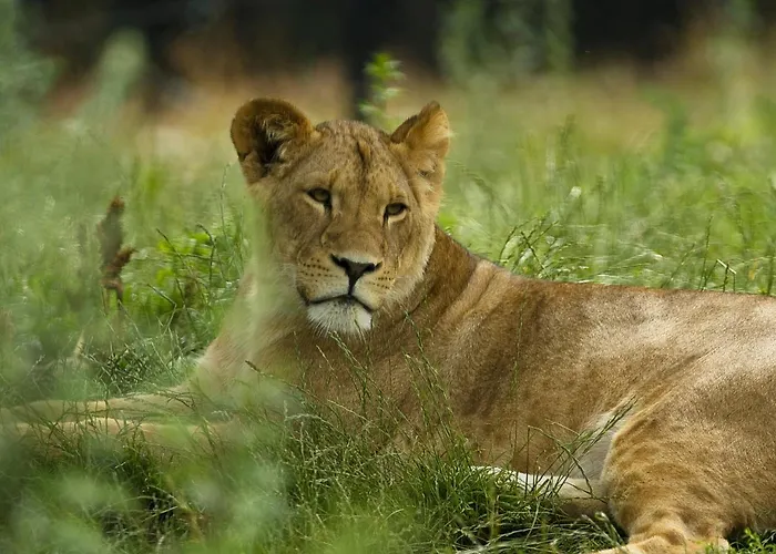 Szálloda Dyreparken Safarihotell Kristiansand
