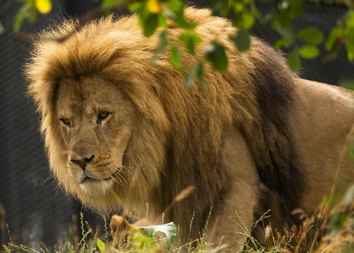 Dyreparken Safarihotell Kristiansand